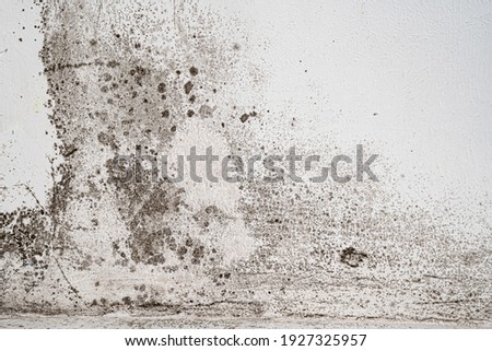  white wall with black mold. dangerous fungus that needs to be destroyed. It spoils look of house and is very harmful parasite for human health. Royalty-Free Stock Photo #1927325957