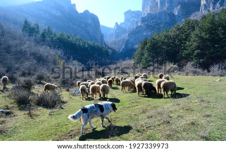 Bulgarian livestock guardian dog (The Karakachan dog) guarding his sheep flock at forest. Shepherd dog and a flock of sheep on a mountain meadow. Royalty-Free Stock Photo #1927339973