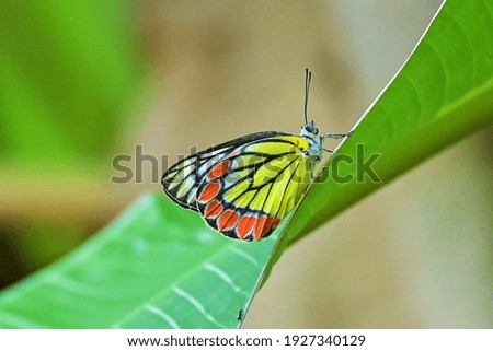 Picture of a colorful butterfly 