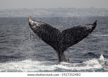 2020 Humpback Whale Migration Past Okinawa, Japan