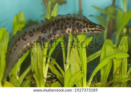 smooth newt triturus vulgaris male in mating outfit underwater with fresh green myosotis leaves with a light blue background taken from the side getting the dragon like amphibian full and focused