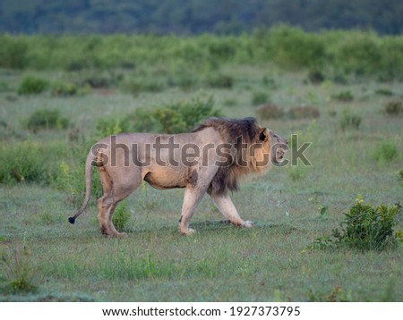 Male lion on the move