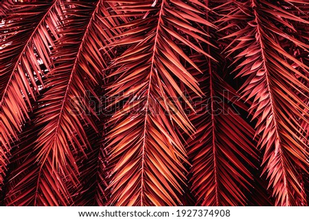 abstract background, closeup colorful palm leaves texture