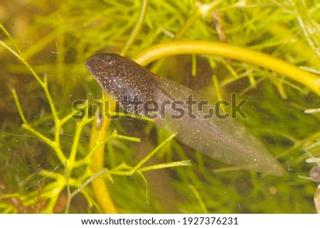 Rana temporaria common brown grass frog tadpole swimming macro picture from the side hanging in between green plants of hottonia palustris a characteristic inhabitant of inundations and ditches