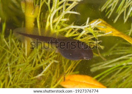 common toad bufo bufo tadpole swimming underwater between green leaves of hottonia in a garden pond, the macro image of the black tadpole with dark tail is contrasting with the light color background