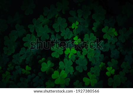 Small green Clover leaves pattern background, Natural and St. Patrick's day background and shamrock wallpaper. vacation and holiday clovers symbol,Spring concept.