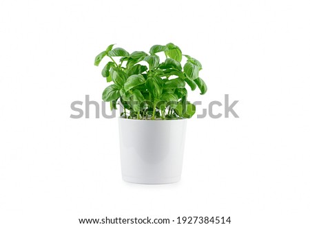 Pot with fresh green basil on white background, isolated. High quality photo Royalty-Free Stock Photo #1927384514