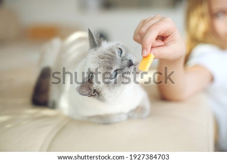 Scottish cat receives treats, feed the animal, the cat eats. High quality photo.