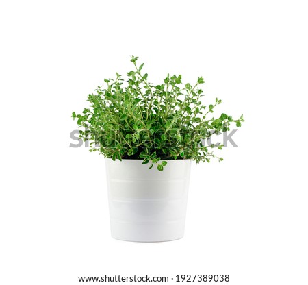 Fresh aromatic oregano in a pot on white background isolated Aromatic herbs, home gardening concept. High quality photo Royalty-Free Stock Photo #1927389038