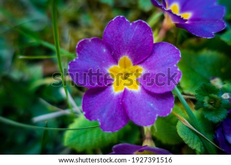 Primula or the so called Primulaceae
