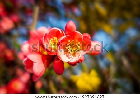 Chaenomeles or the so called Rosaceae