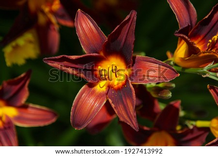 Tiger lily flower, close-up. Beautiful bouquet, top view, selective focus.