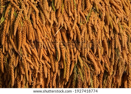 Texture of raw Mochi-Awa,Japanese foxtail millet.Magic of millet,organic plantWhole grain for health,Diabetic friendly,gluten free,ayurvedic,antioxidants,heart friendly,kids health,weight management.