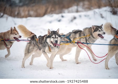 Speed races with Haski dogs. Russian winter