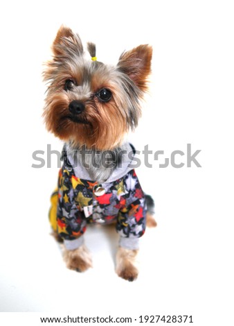Yorkshire Terrier dog in clothes. isolated on white background