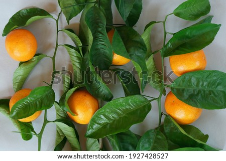   Clementines tangerines and twig with green leaves as spring decor on gray paper background.                             