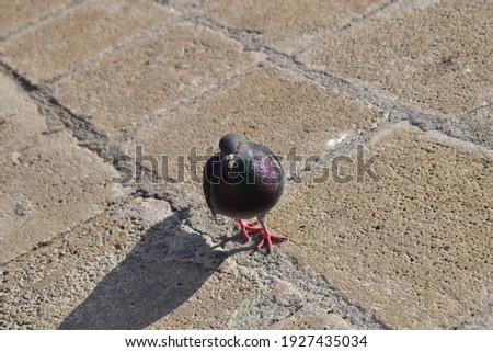 Dove (pigeon) on the cobblestones street. Symbol of peaceful life. the bird is sitting. black and white pigeon. Panoramic picture. Place for text.
