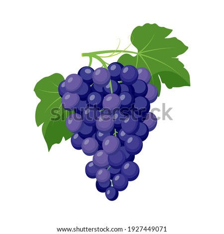 Bunch of blue grapes. Grape product, vector illustration isolated on white background. Royalty-Free Stock Photo #1927449071