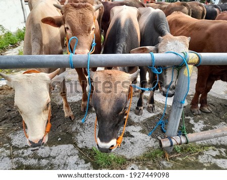 herd of cows,cattle images.animals top view