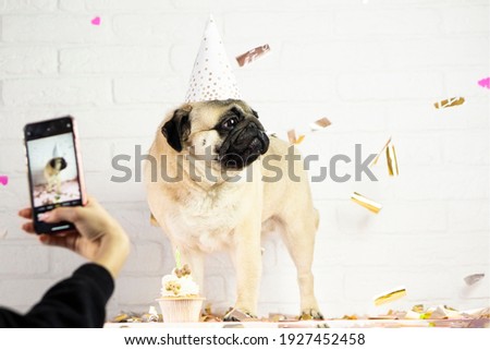 Woman blogger takes pictures  of  pug dogs birthday  on mobile phone 