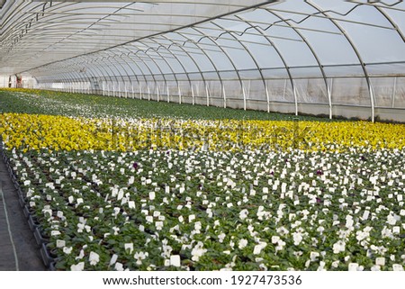 lots of colorful, blooming pansies in a large greenhouse in spring