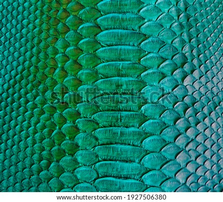 Green snake skin background, close-up texture picture