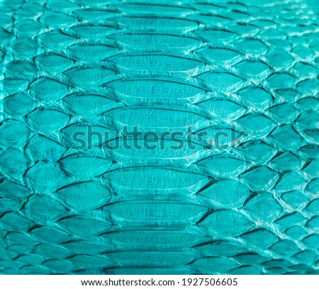 Turquoise snake skin background, close-up texture picture