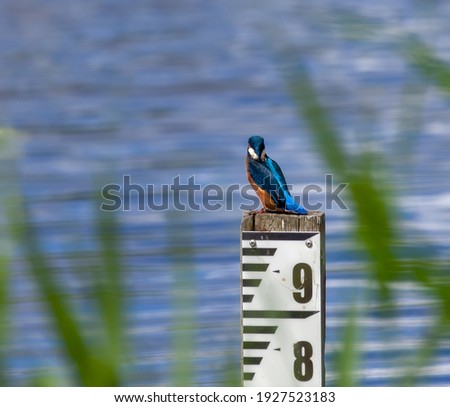 Kingfisher perched on post checking out the lake for fish.