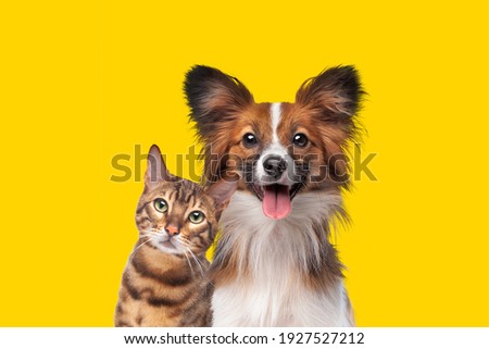 portrait of a cat and dog in front of bright yellow background Royalty-Free Stock Photo #1927527212