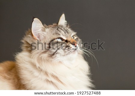 portrait of fluffy Siamese cat with blue eyes on black studio background looking up , beautiful domestic animals