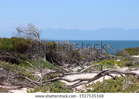 Scenic panoramic view at mountain range landscape and african sandy sanctuary with trees and plants at beautiful Atlantic ocean sea coast at Boulders Beach, Simon's Town near Cape Town, South Africa.