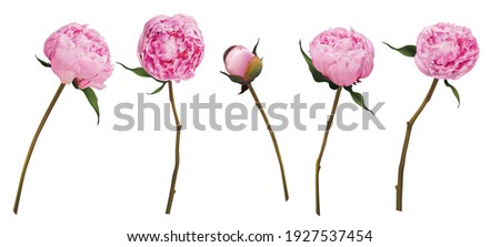 Realistic 3d peony vector illustration big set isolated on white. Pink buds and blossom. Bouquet compilation. Blossom brunch full length. Wedding decoration, invitation, card. greetings, anniversary Royalty-Free Stock Photo #1927537454