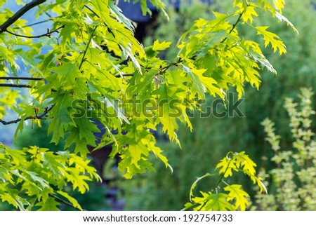 Branches with green leaves on natural background 