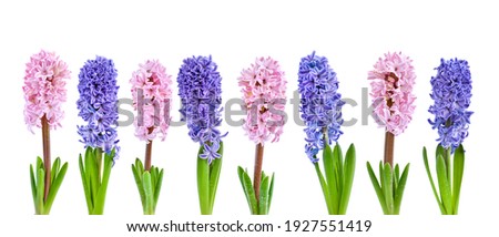 Vibrant multicolored hyacinth spring flowers isolated on white background Royalty-Free Stock Photo #1927551419