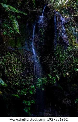 Deep forest landscape with waterfall, moss, road, river, and lake
