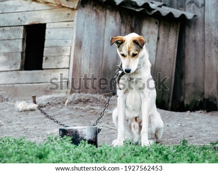 Sad, hungry, thin and lonely dog in chain sitting outside dog house. Concept of animal abuse Royalty-Free Stock Photo #1927562453