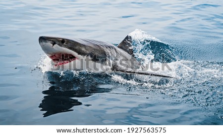 A Great White Shark that appeared above the water
