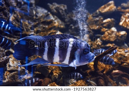 Cyphotilapia frontosa. Underwater close up view of tropical fishes. Life in ocean.