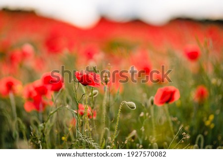 Poppy fields blooming in a sea of red