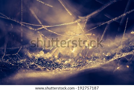 vintage photo of spider web with dew drops