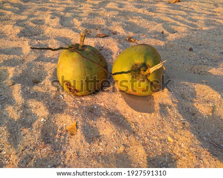 Soft green coconut background picture  On the side and on the sand, shadows and the evening sun  Suitable for filling