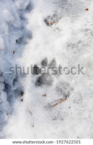 frozen footprint of a small dog in wet snow, background, vertical

