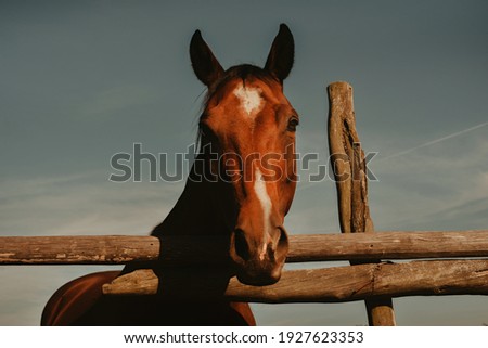 An incredibly beautiful horse against the sky behind the fence on the farm. Brown-white horse in the village.