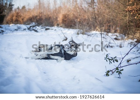 beautiful healthy saarloos wolfhound playing in the snow