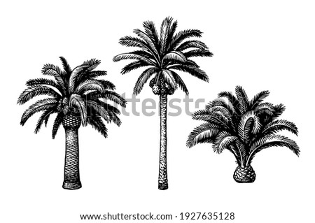 Hand drawn vector illustration of date palm trees. Ink sketch isolated on white background. Retro style.