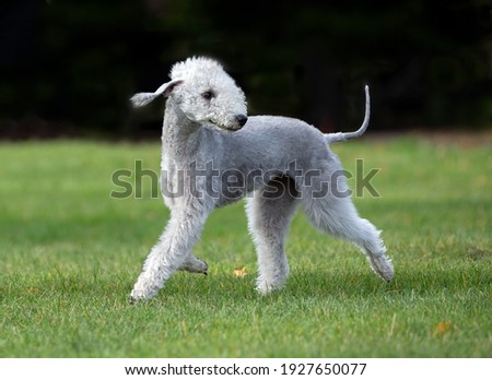 Bedlington Terrier moving on grass Royalty-Free Stock Photo #1927650077
