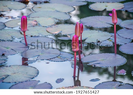 Red lotus flower in the lake