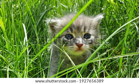 A picture featuring 2 months old kittens playing in the grass with their owner, attempting to show they've grown up as their momma. Their eyes beg for attention.
