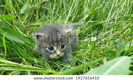 A picture featuring 2 months old kittens playing in the grass with their owner, attempting to show they've grown up as their momma. Their eyes beg for attention.
