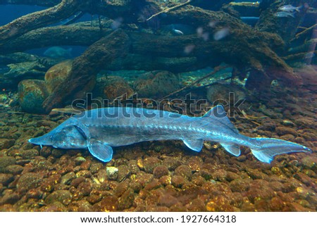 Sturgeon on the bottom . Silver colored fish in transparent water 